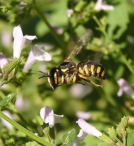 Thomisus onustus in volo (no. Misumena vatia)